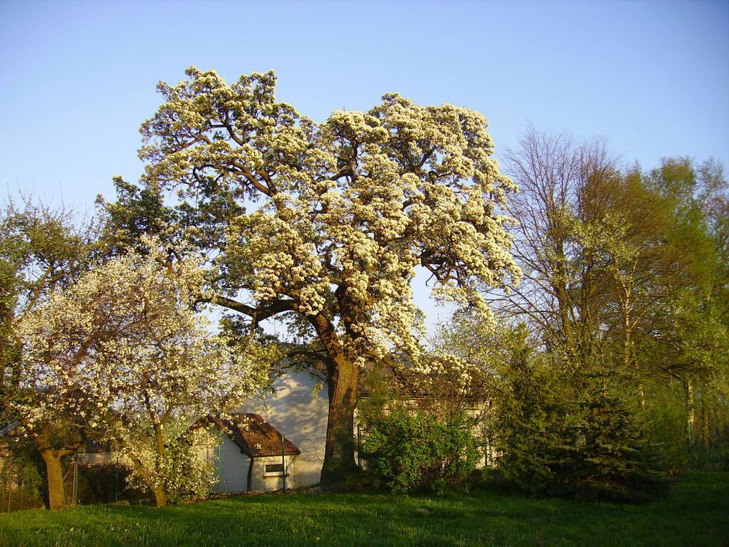 Zakatek Pod Grusza Bedzino Exterior foto